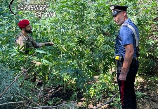 Bronte Scoperta Piantagione Di Cannabis Enne Arrestato Bronte